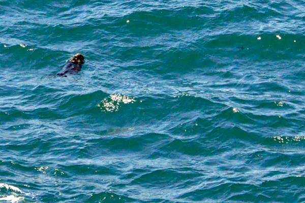 a sea otter relaxing in the cool waters