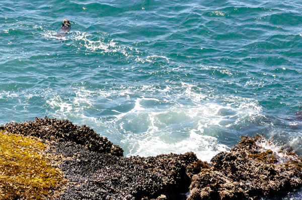 a sea otter relaxing in the cool waters