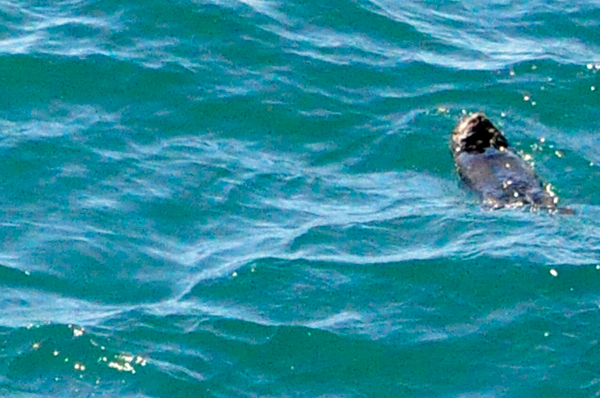 a sea otter relaxing in the cool waters