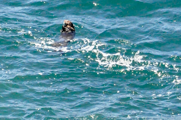 a sea otter relaxing in the cool waters