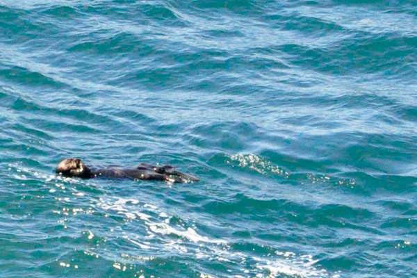 a sea otter relaxing in the cool waters