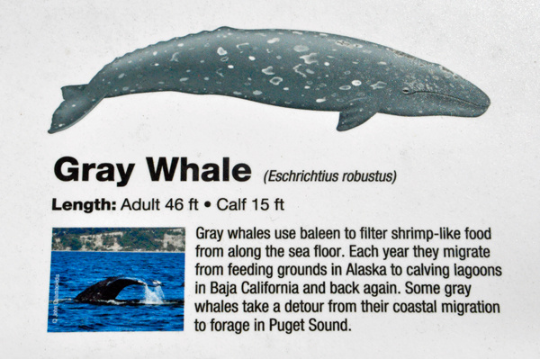sign about the gray whale