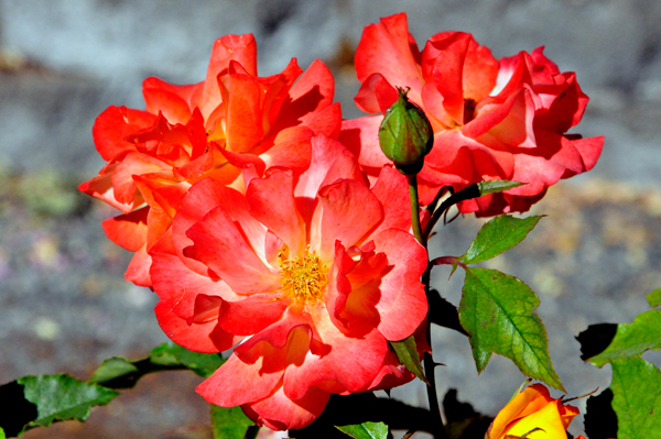 flowers in the Rose Garden area