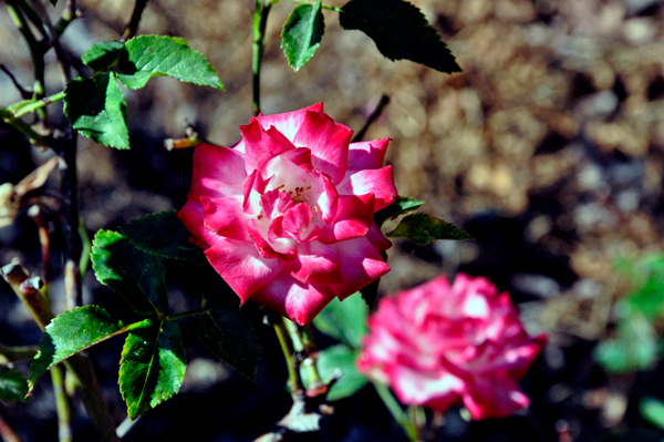 flowers in the Rose Garden area 