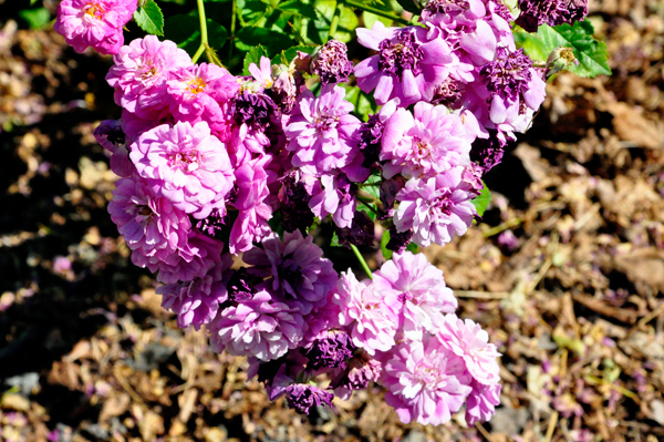 flowers in the Rose Garden area