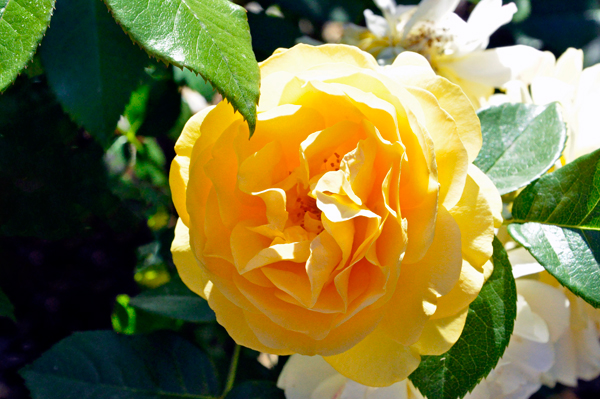 flowers in the Rose Garden area