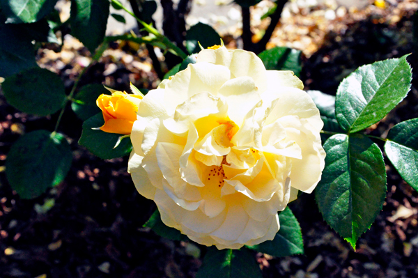 flowers in the Rose Garden area