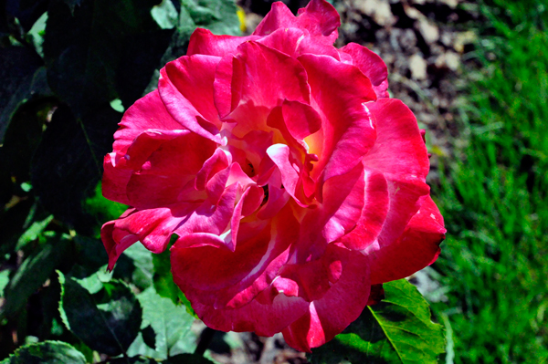 flowers in the Rose Garden area