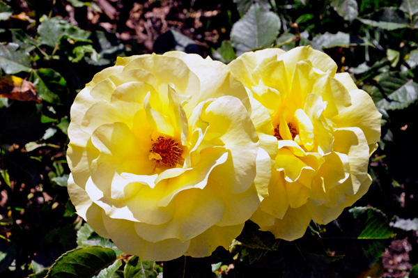 flowers in the Rose Garden area