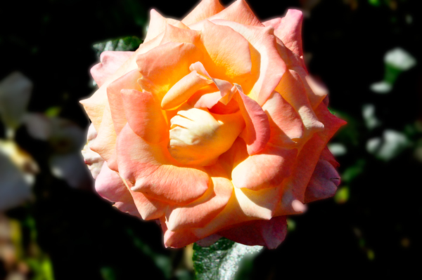 flower in the Rose Garden area