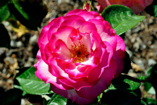 flower in the Rose Garden area