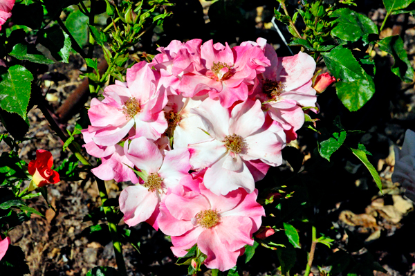 flowers in the Botanical Garden