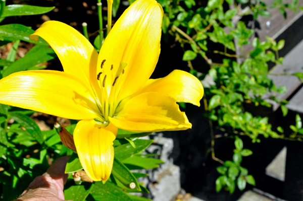 flower in the Botanical Garden