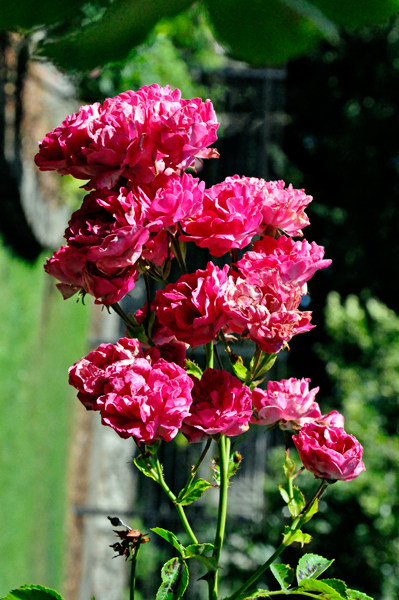 flowers in the Botanical Garden