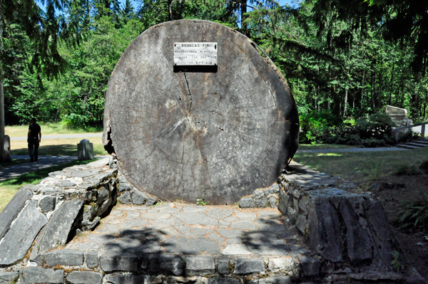 Douglas Fir stump