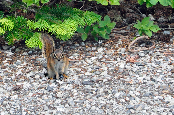 a Chipmunk