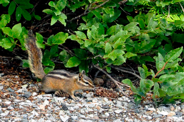 a Chipmunk