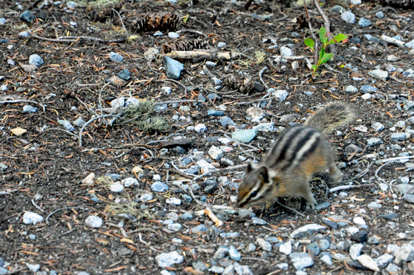 a Chipmunk