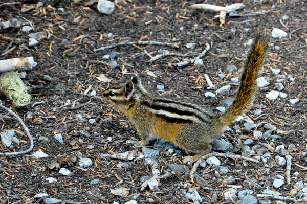 a Chipmunk