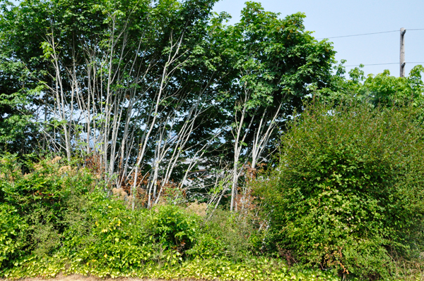 trees blocking the overlook view