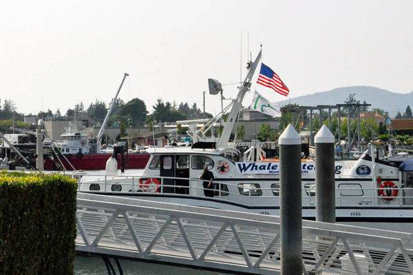 whale watching boat