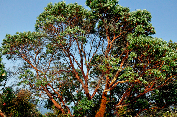 Pacific Madrone tree