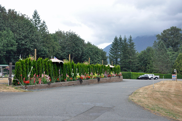 trees and flowers