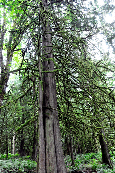 beautiful tree on the trail