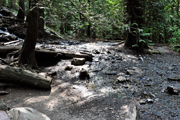 water from the falls become a stream