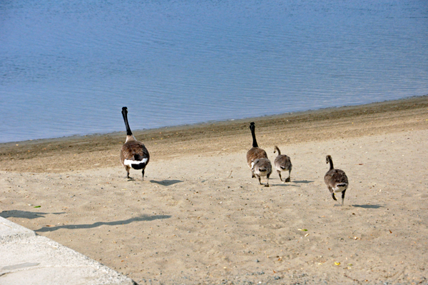 Canadian Honkers