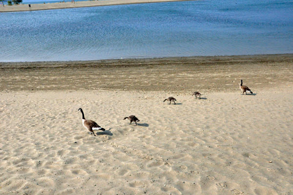 Canadian Honkers