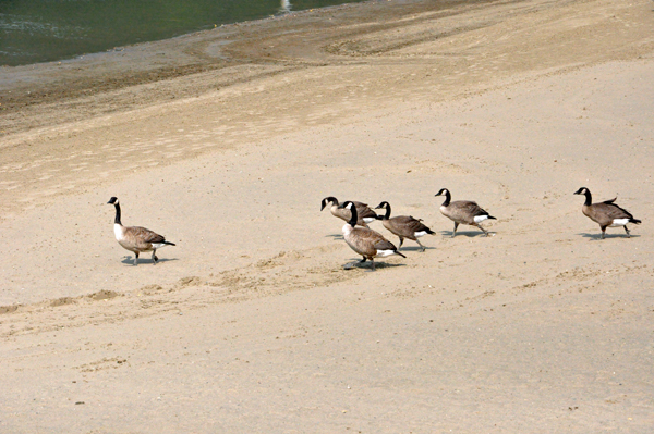 Canadian Honkers