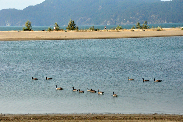 Canadian Honkers