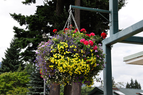 hanging basket of flowers