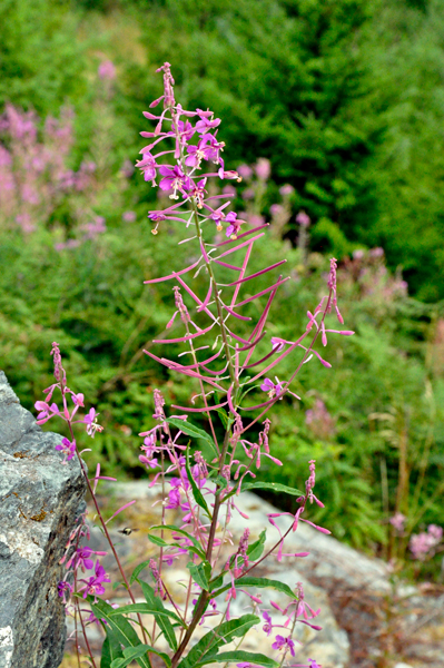 fireweed