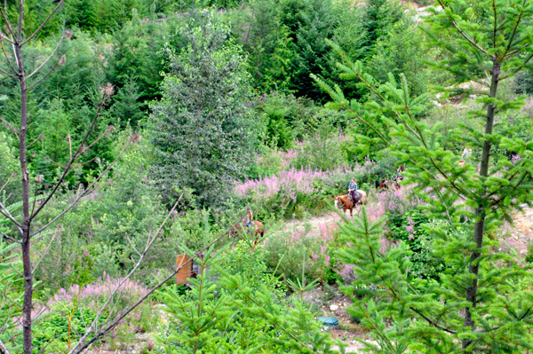 horses on the riding trail