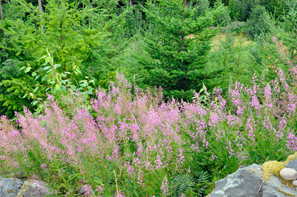 fireweed