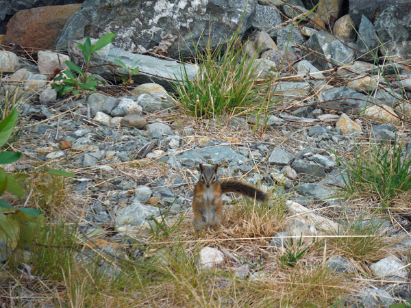 chipmunk