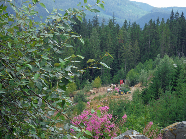 horses on the riding trail