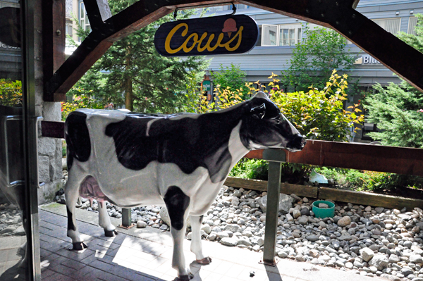 Cows ice cream shop