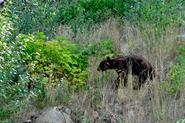 Charlie the black bear