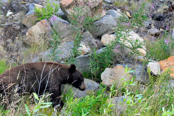 Charlie the black bear