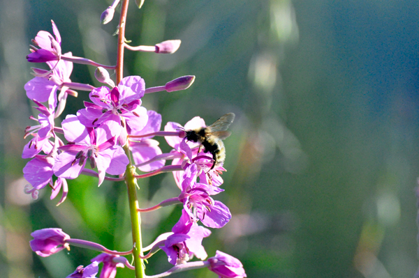 bee on a flower