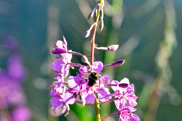 bee on a flower