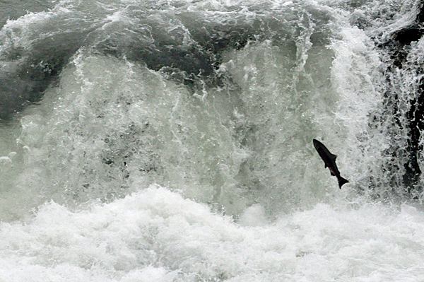 fish jumping