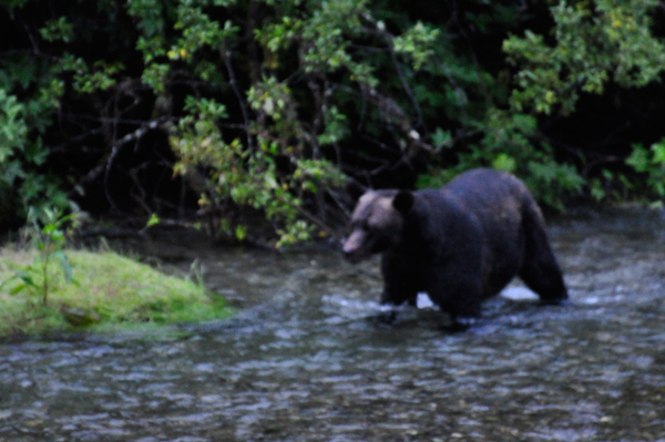 bear playing