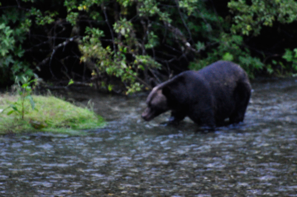 bear playing