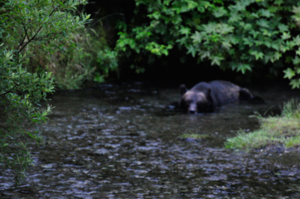 bear playing