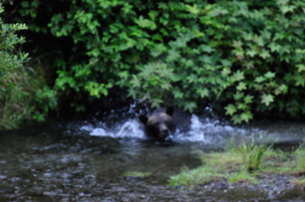 bear playing