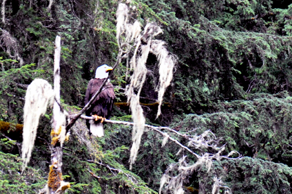 A bald eagle